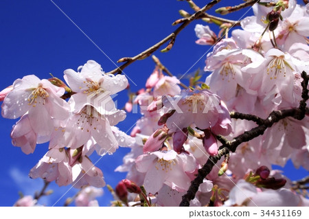 Cherry Blossom	 34431169