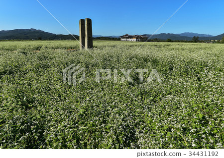 韓國慶北，慶州（韓國）慶州江華洞Danganjiju蕎麥田 34431192
