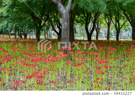 Flower bowl, Bongdongsa, Yeonggwangun, Jeonnam, Korea Flower bowl, Bongdongsa, Yeonggwangun, Jeonnam, Korea 34431227