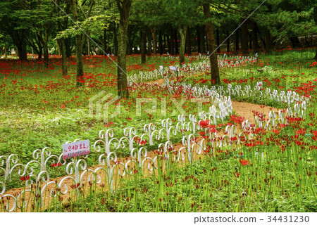 花碗,Bongdongsa,Yeonggwangun,全南,韓國 花碗,Bongdongsa,Yeonggwangun,全南,韓國 34431230