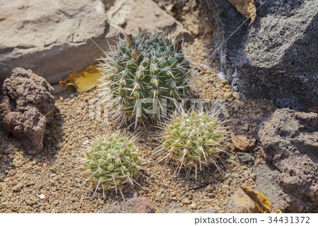 Reiko Oomaru(Notocactus) Reiko Oomaru(Notocactus) 34431372