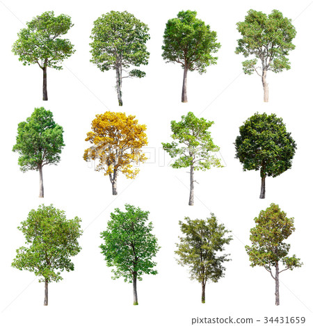 Set of isolated trees on white background. 34431659