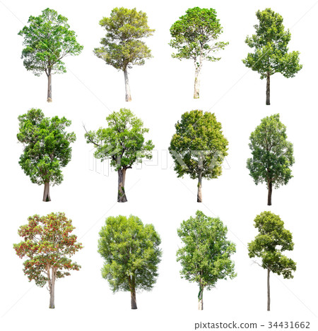 Set of isolated trees on white background. 34431662