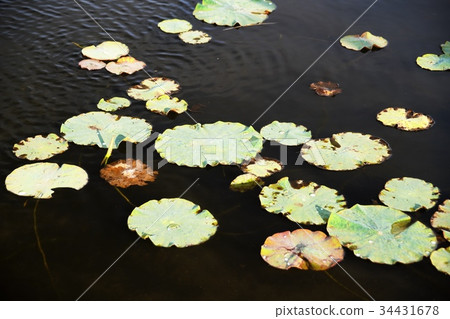 Tsurunoyu Onsen Tsurunoyu Onsen 34431678