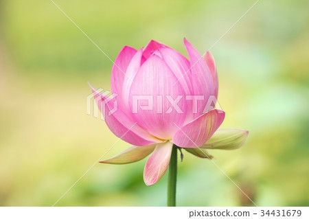 Tsurunoyu Onsen 34431679