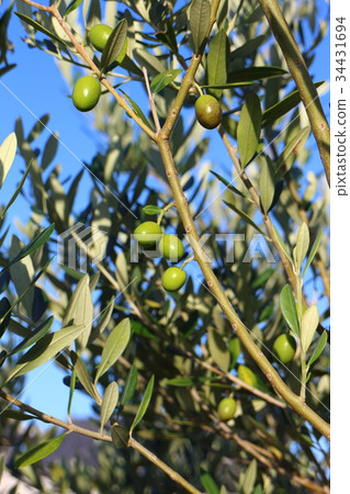 Landscape with cute olives and olives 34431694