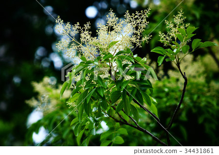Shima Tonerico花蕾 34431861