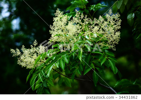 Shima Tonerico花蕾 34431862