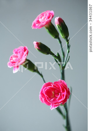 Carnation red flower Carnation red flower 34431867
