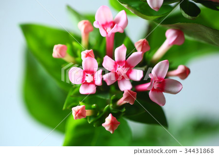 Blooming bouvaria flowers Blooming bouvaria flowers 34431868