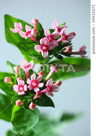 Blooming bouvaria flowers 34431871