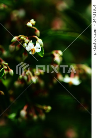 White flowers of Manryo bloom White flowers of Manryo bloom 34431914