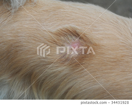 intensive bacterial infection wound on dog back 34431928