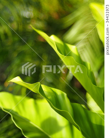 crop closeup on large green leaves tropical fern 34431973