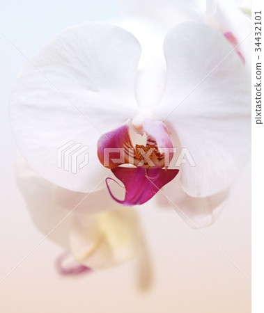 Ocean orchid of the beautiful world Ocean orchid of the beautiful world 34432101
