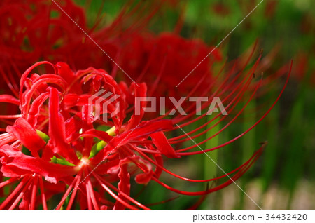 Cluster amaryllis Focus on petal in sunbeams 34432420