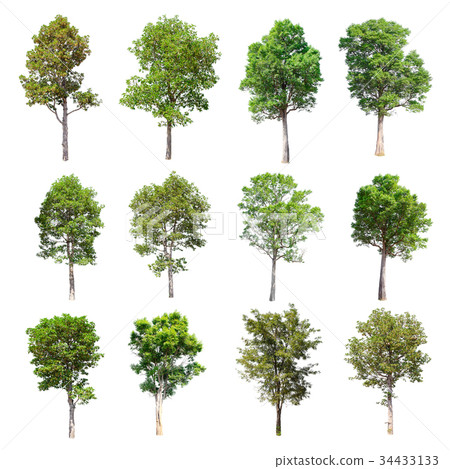 Set of isolated trees on white background. 34433133