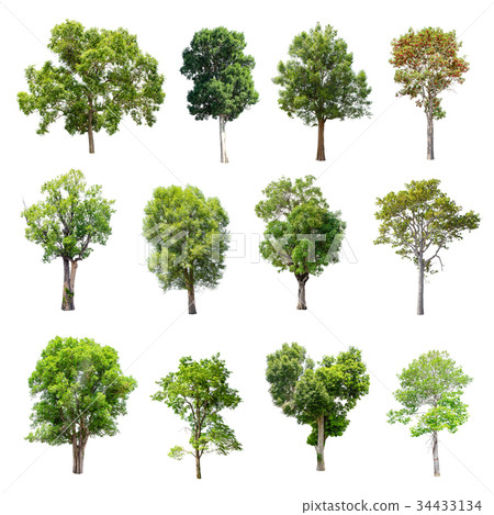Set of isolated trees on white background. 34433134