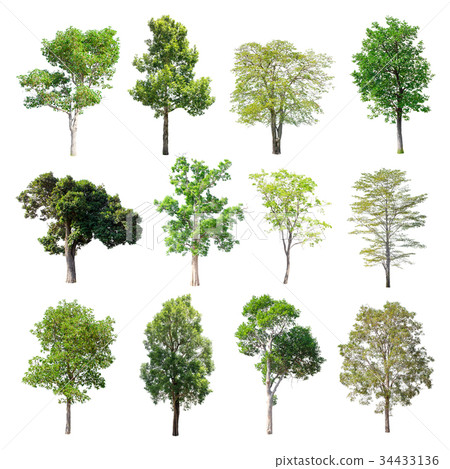 Set of isolated trees on white background. 34433136