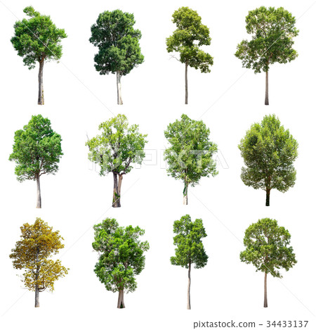 Set of isolated trees on white background. 34433137