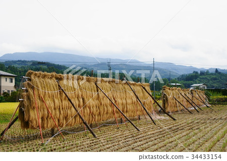 Rice field 02 Rice field 02 34433154