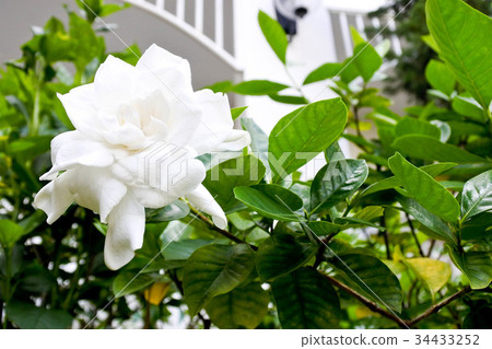 White gardenia flower. White gardenia flower. 34433252