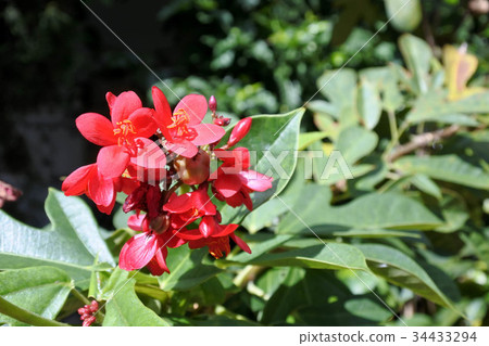 Spicy jatropha flower. Spicy jatropha flower. 34433294
