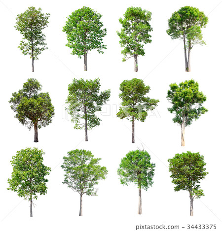 Set of isolated trees on white background. Set of isolated trees on white background. 34433375