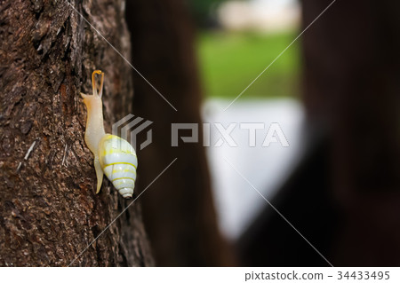 The yellow snail on the tree in the garden. The yellow snail on the tree in the garden. 34433495