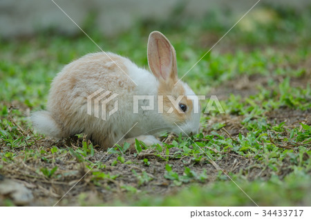 Little rabbit on green grass Little rabbit on green grass 34433717