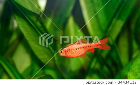 Cherry valve 34434112