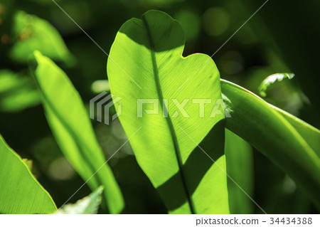 山蘇，蔬菜，山蘇，野梳，山蘇，野梳， 34434388