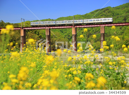 Chichibu Railway and rape blossoms Chichibu Railway and rape blossoms 34434509
