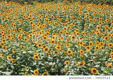 sunflower sunflower 34434523