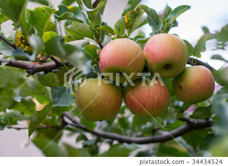 Apple tree Apple tree 34434524