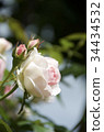 Roses 34434532