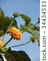 Lantana 34434533
