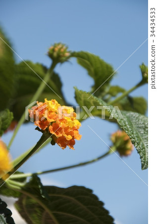 Lantana Lantana 34434533