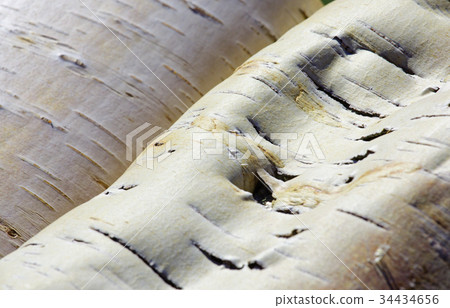 A large piece of curved birch bark A large piece of curved birch bark 34434656