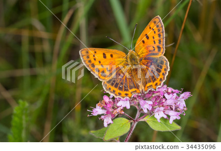 Large Copper (Lycaena dispar) butterfly female Large Copper (Lycaena dispar) butterfly female 34435096