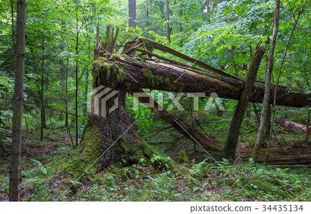 Old broken spruce tree moss wrapped and stump Old broken spruce tree moss wrapped and stump 34435134
