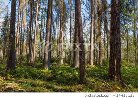 orning in the forest with dead spruces standing 34435135