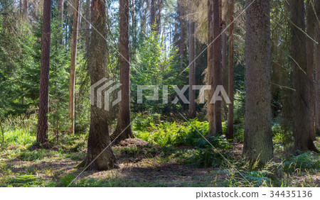 Old coniferous stand in summer morning 34435136