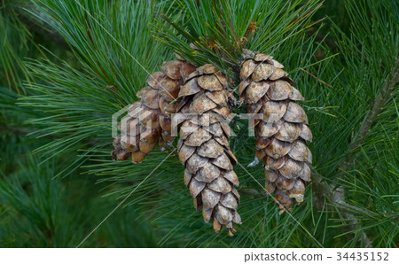 Eastern white pine cones Eastern white pine cones 34435152
