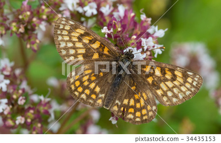 Heath fritillary (Melitaea athalia) butterfly male Heath fritillary (Melitaea athalia) butterfly male 34435153