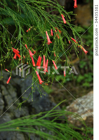 哈娜鯡魚 34435381