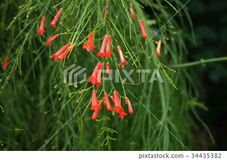 哈娜鯡魚 34435382