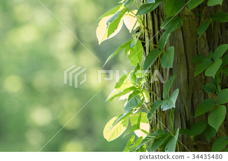 Ivy entwined cedar tree 34435480
