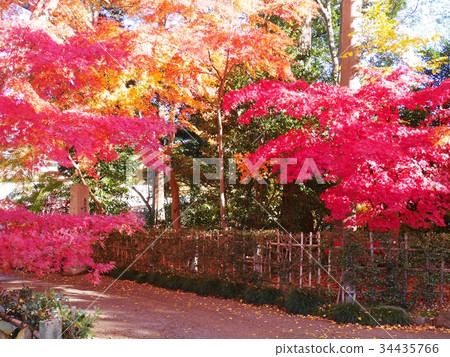 秋天的樹葉 34435766