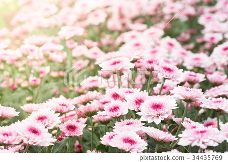 Chrysanthemum (Anthemideae) pink blooming 34435769